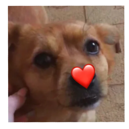 ❤️ Стикер «Тоха2.0» для Telegram