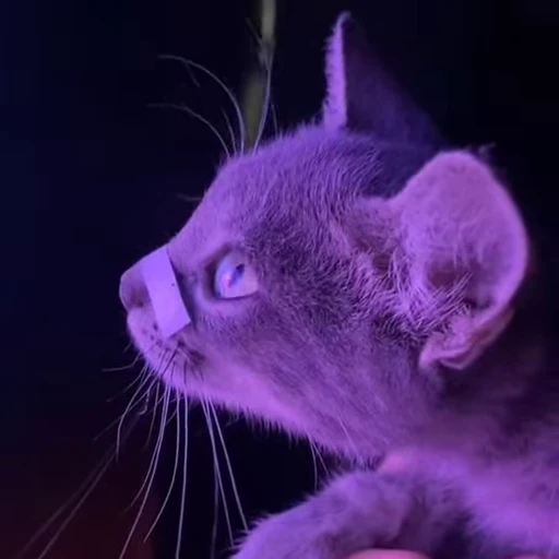 🤩 Стикер «Gangsta Cats» для Telegram