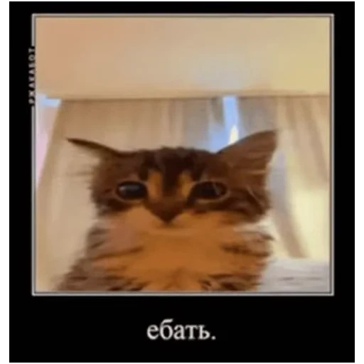 🙃 Стикер «Gangsta Cats» для Telegram