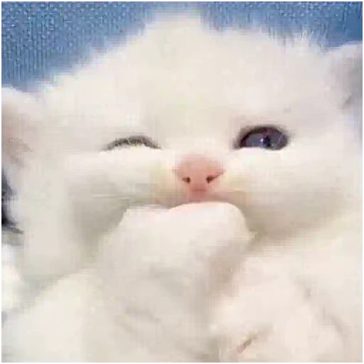 🤔 Стикер «Gangsta Cats» для Telegram