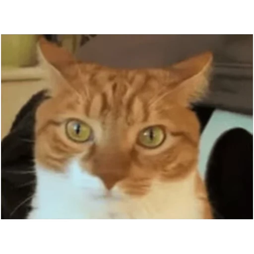 🤠 Стикер «Gangsta Cats» для Telegram