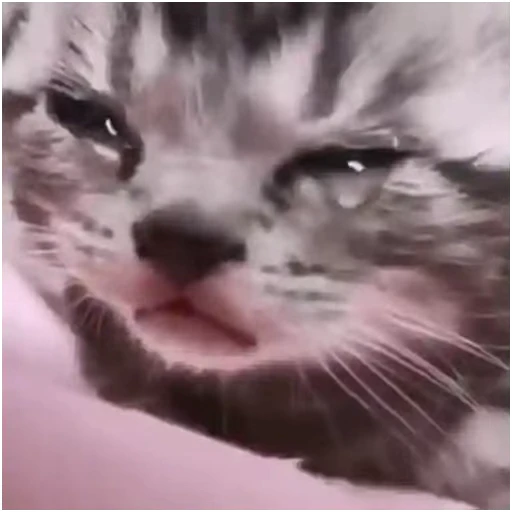 😕 Стикер «Gangsta Cats» для Telegram