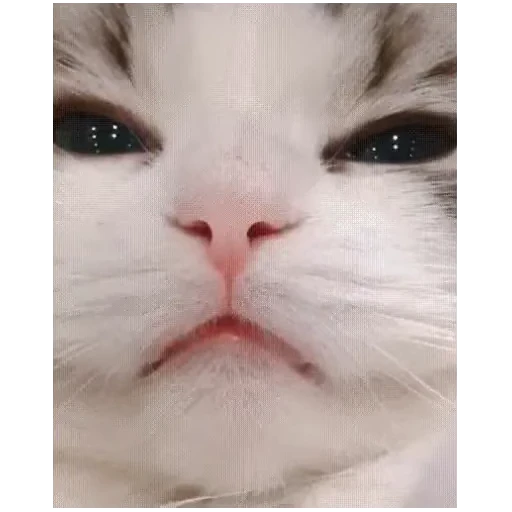 🤯 Стикер «Gangsta Cats» для Telegram