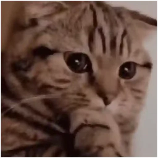 😍 Стикер «Gangsta Cats» для Telegram