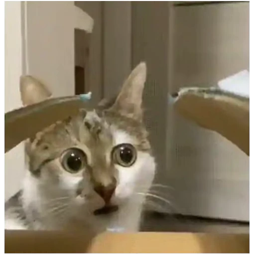 🤨 Стикер «Gangsta Cats» для Telegram