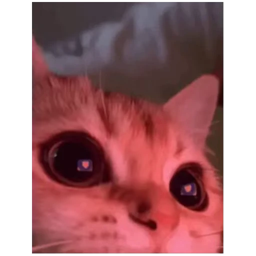 Стикерпак Gangsta Cats для Telegram