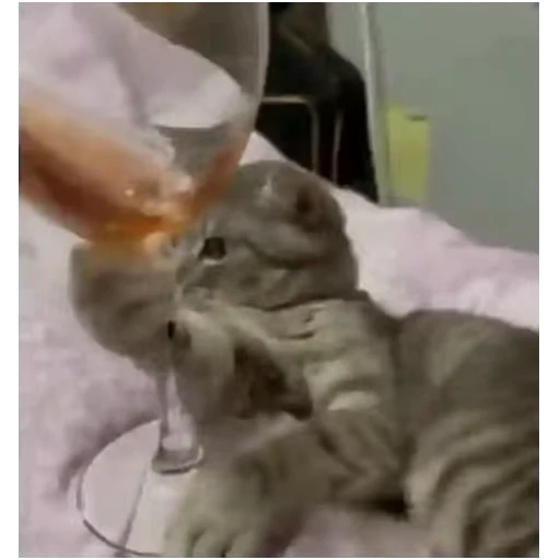 🤩 Стикер «Gangsta Cats» для Telegram