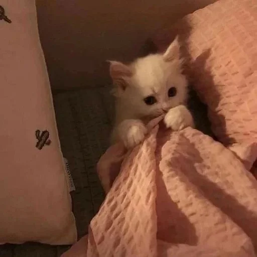 🥺 Стикер «Catto» для Telegram