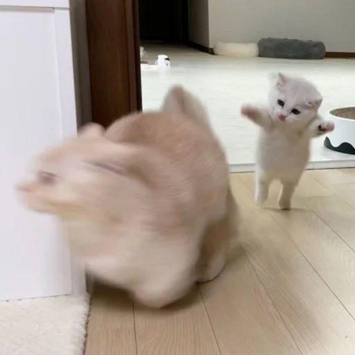 🙀 Стикер «Catto» для Telegram
