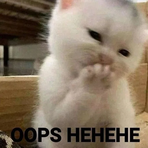 🙊 Стикер «Catto» для Telegram