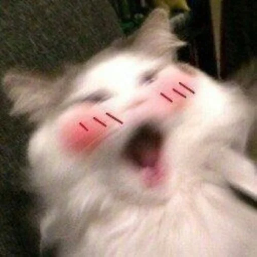 ☺ Стикер «Catto» для Telegram