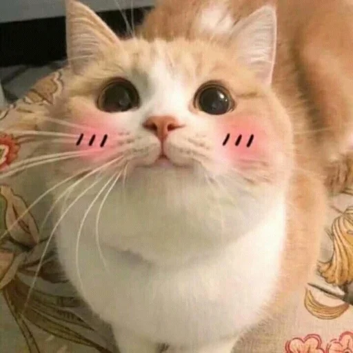 ☺️ Стикер «Catto» для Telegram