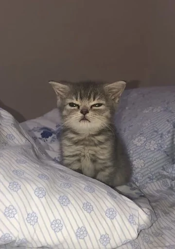 😾 Стикер «Catto» для Telegram