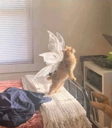 🧚‍♀ Стикер «Catto» для Telegram