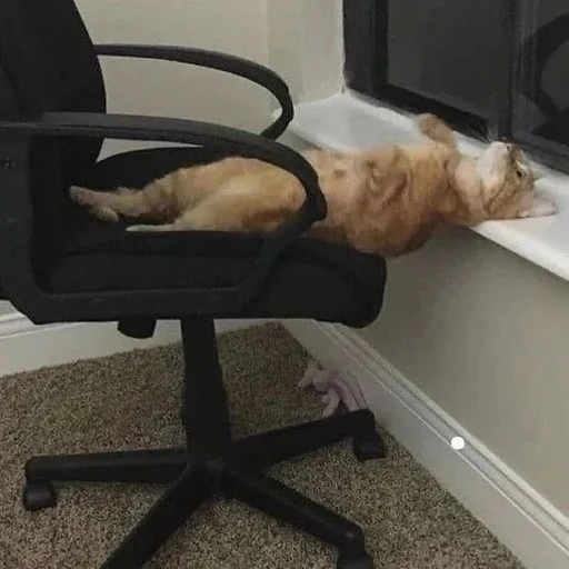🤕 Стикер «Catto» для Telegram