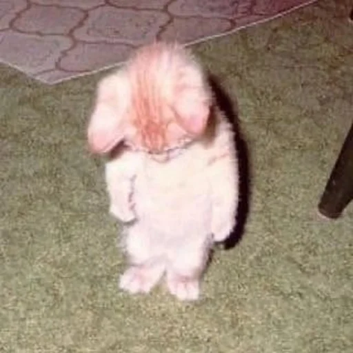 😞 Стикер «Catto» для Telegram