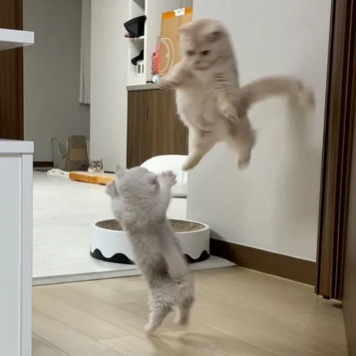 😾 Стикер «Catto» для Telegram