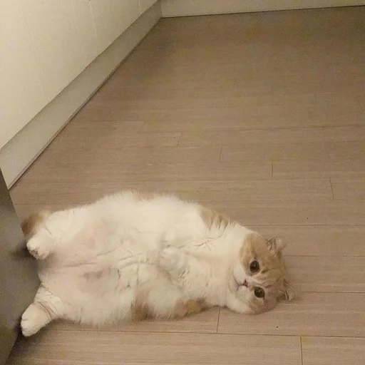 😥 Стикер «Catto» для Telegram