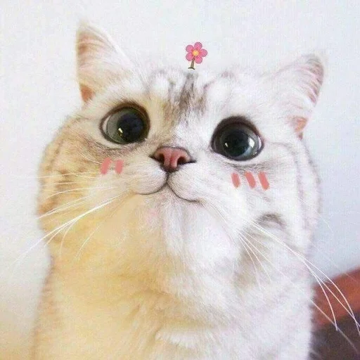 😊 Стикер «Catto» для Telegram