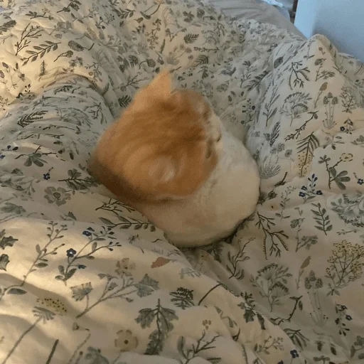 😕 Стикер «Catto» для Telegram