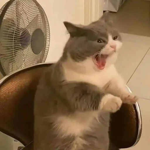 🥱 Стикер «Catto» для Telegram