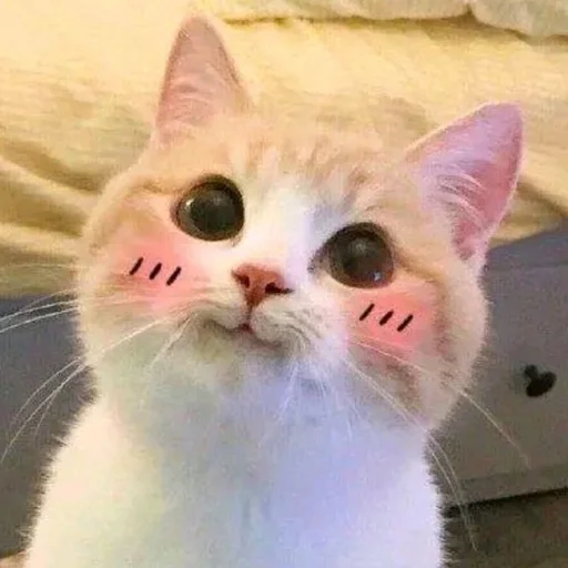 ☺ Стикер «Catto» для Telegram