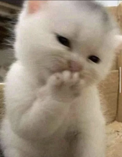 🤭 Стикер «Catto» для Telegram