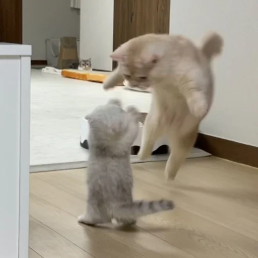 👊 Стикер «Catto» для Telegram