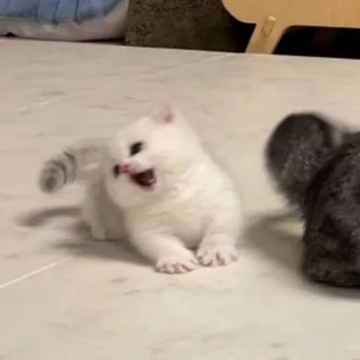 😩 Стикер «Catto» для Telegram
