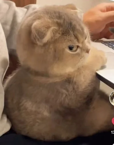 😾 Стикер «Catto» для Telegram