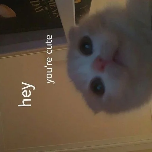 😻 Стикер «Catto» для Telegram