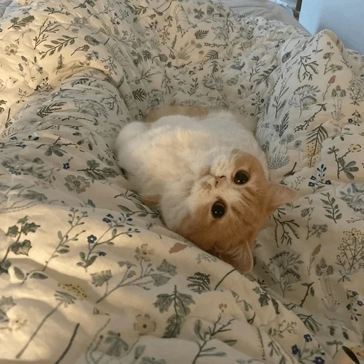 👀 Стикер «Catto» для Telegram