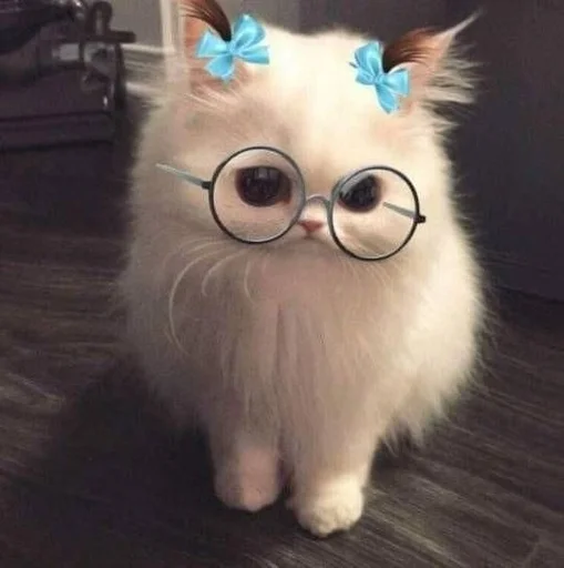🎀 Стикер «Catto» для Telegram