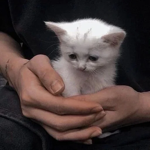 😓 Стикер «Catto» для Telegram
