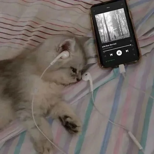 🎧 Стикер «Catto» для Telegram