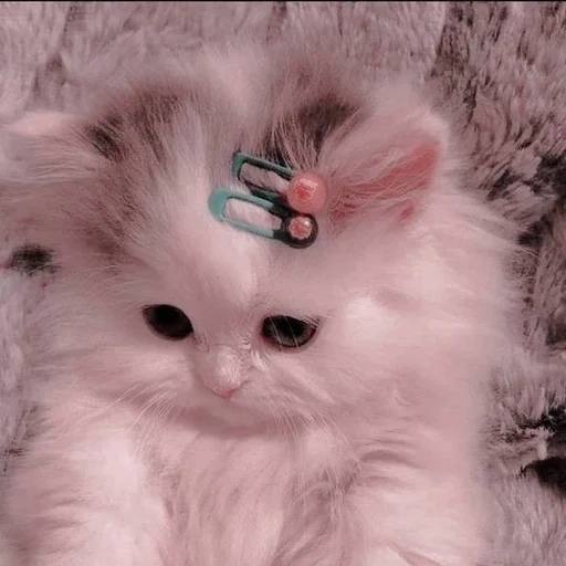 🙍‍♀ Стикер «Catto» для Telegram