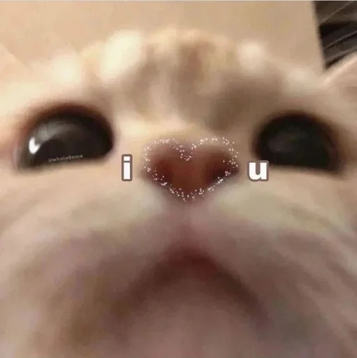 ❤️ Стикер «Catto» для Telegram