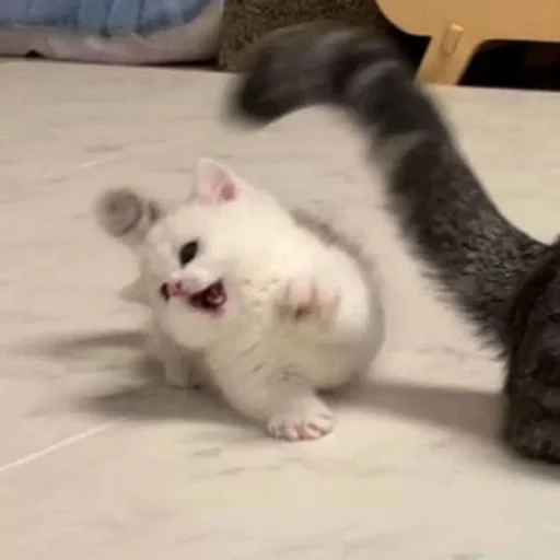 🙀 Стикер «Catto» для Telegram