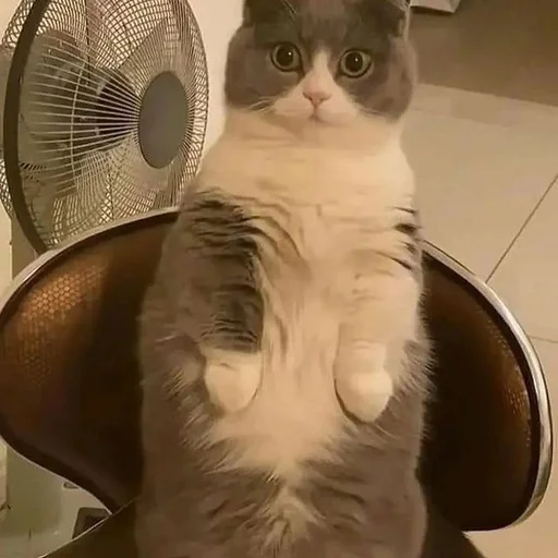 😳 Стикер «Catto» для Telegram