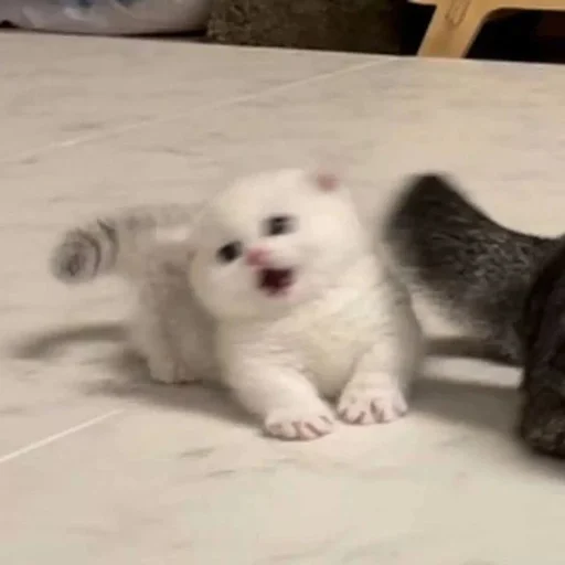 🙀 Стикер «Catto» для Telegram