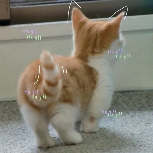 🐾 Стикер «Catto» для Telegram