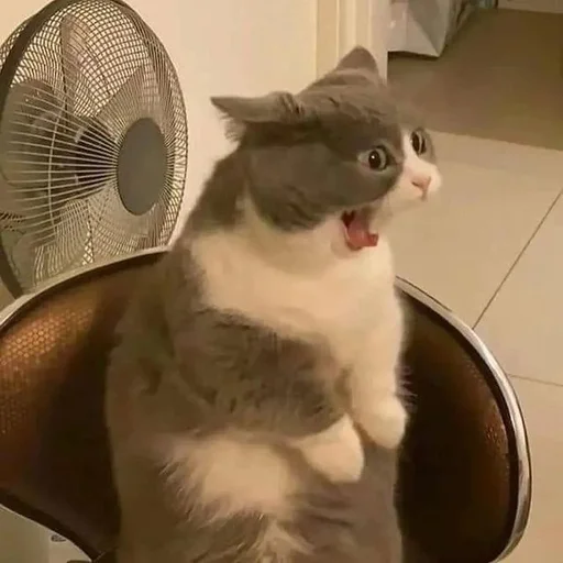 🙀 Стикер «Catto» для Telegram