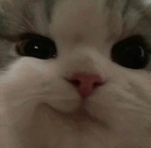 😏 Стикер «Catto» для Telegram