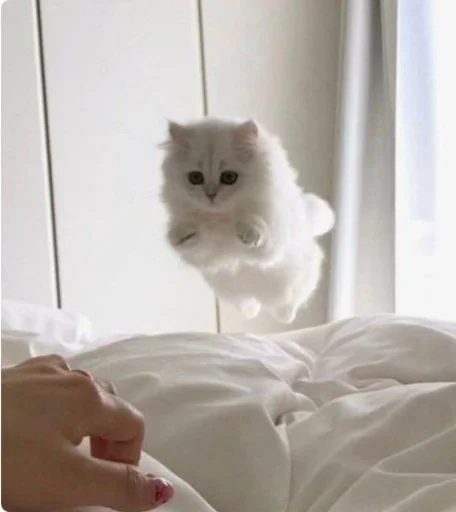 🏃‍♀ Стикер «Catto» для Telegram