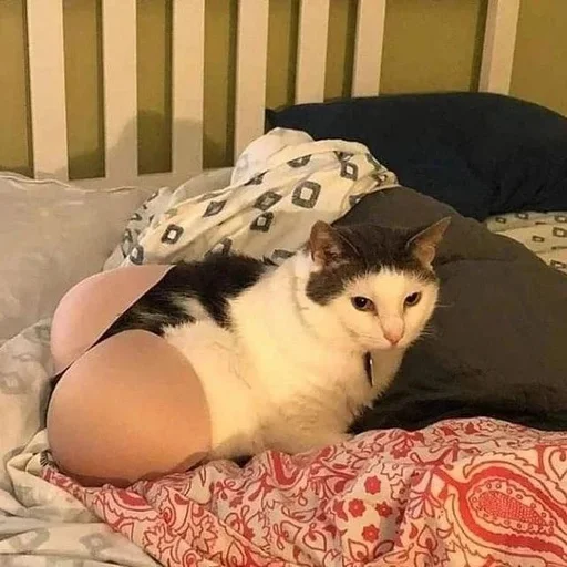 🍑 Стикер «Catto» для Telegram