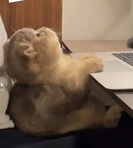😪 Стикер «Catto» для Telegram