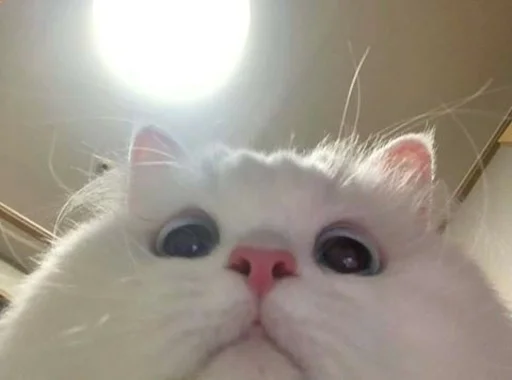 👀 Стикер «Catto» для Telegram