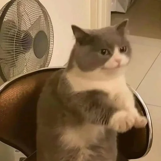 😐 Стикер «Catto» для Telegram