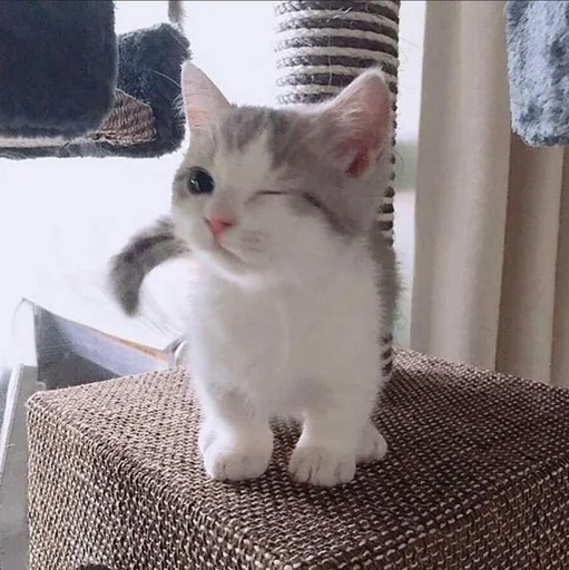 😉 Стикер «Catto» для Telegram