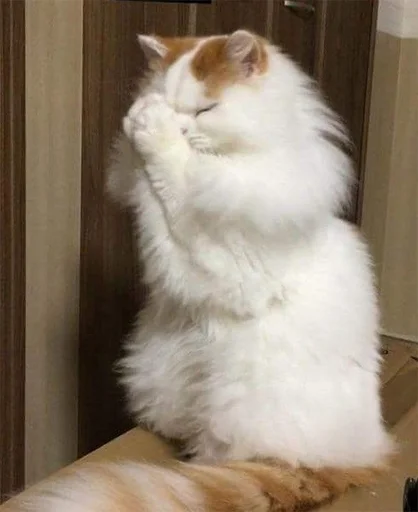 🤲 Стикер «Catto» для Telegram